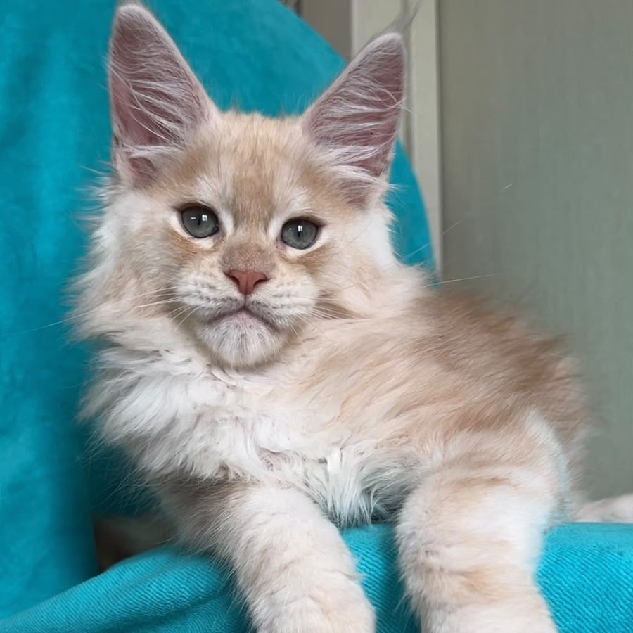 Zlatomir Maine Coon male, red silver