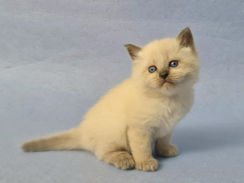 Archie Siberian male black pointed - live animals
