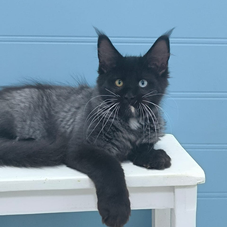 Jam Maine Coon male, black silver with white