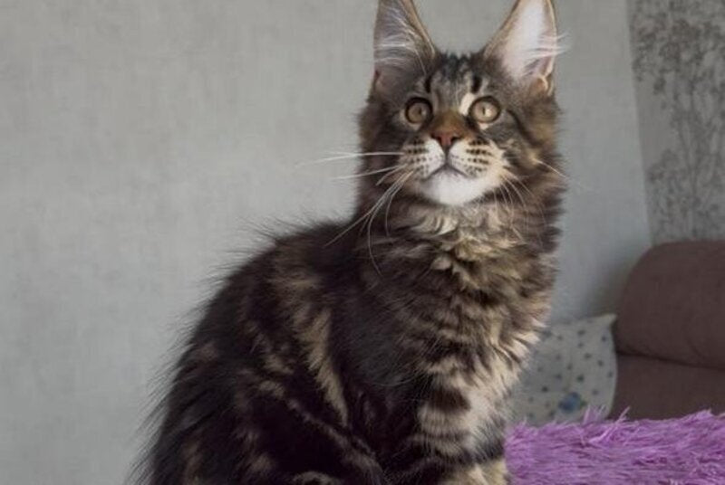 Victor Maine Coon male, black tabby