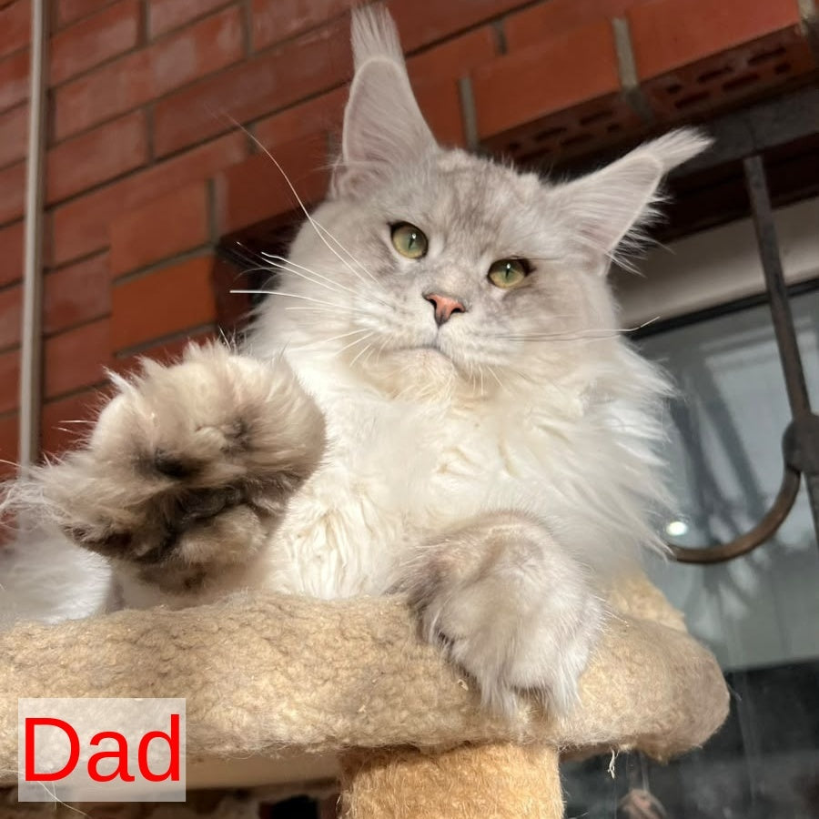 Jana Maine Coon female, black silver ticked tabby