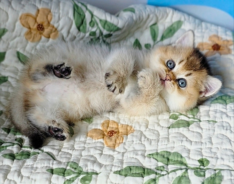Barbie Scottish Straight female, black golden ticked tabby