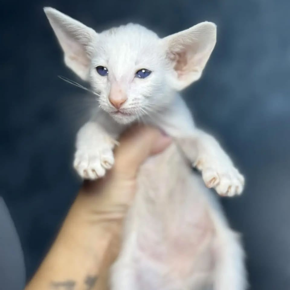 Stella Oriental Shorthair female, white