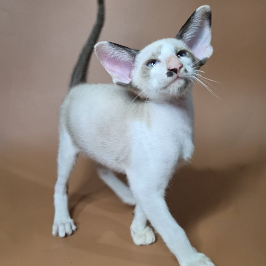 Ink Siamese male, black bicolour