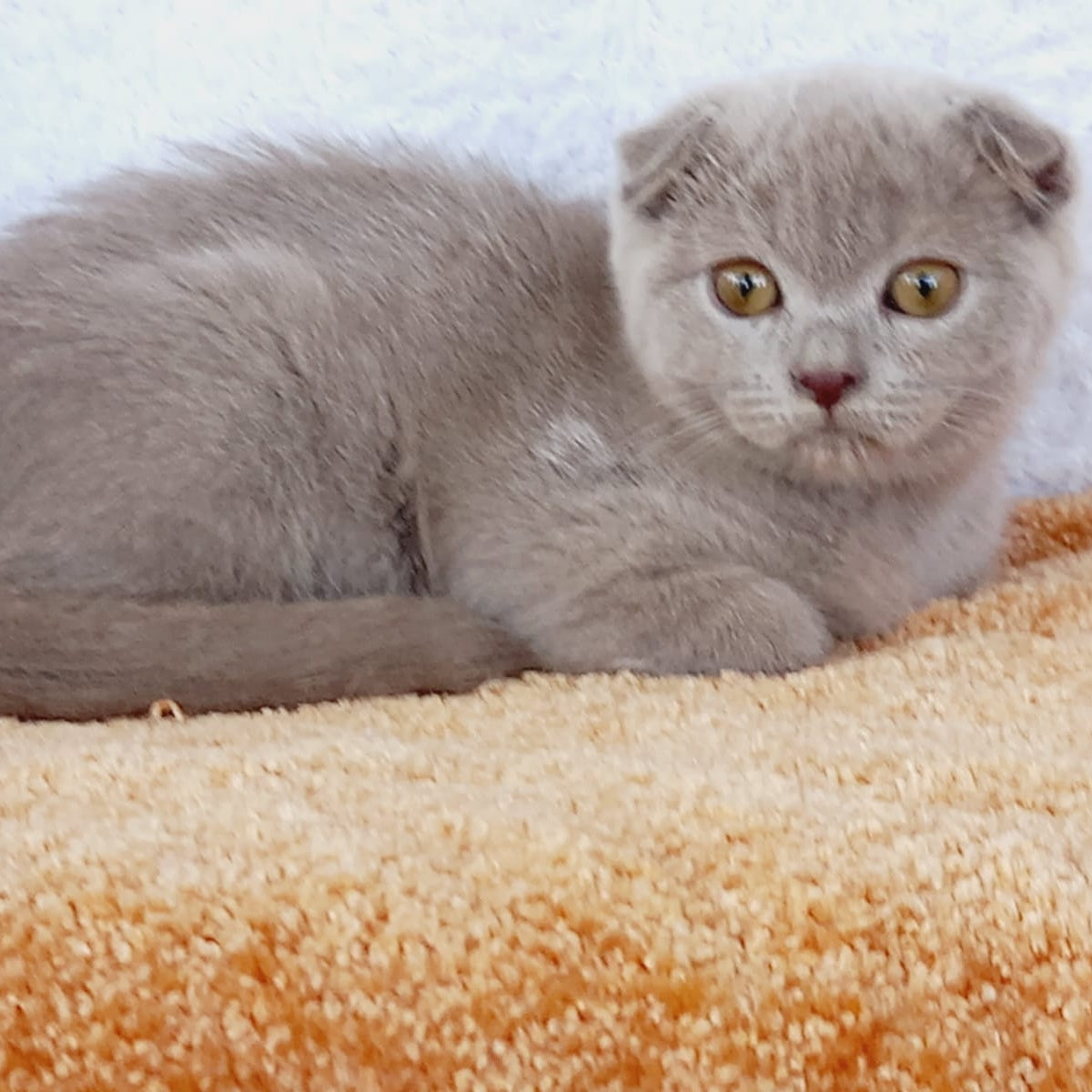 Eva Scottish Fold female, blue