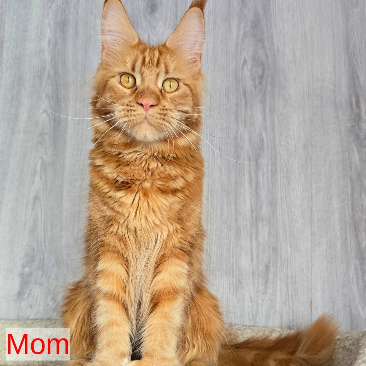 Elvin Maine Coon male, red