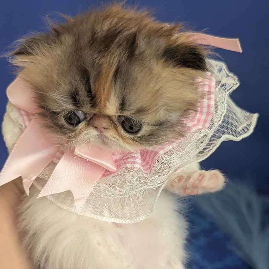 Roksolana Persian female, black tortie tabby harlequin