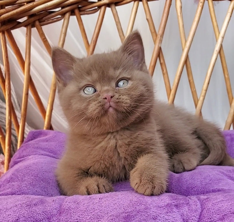 Xammer British Shorthair male, cinnamon