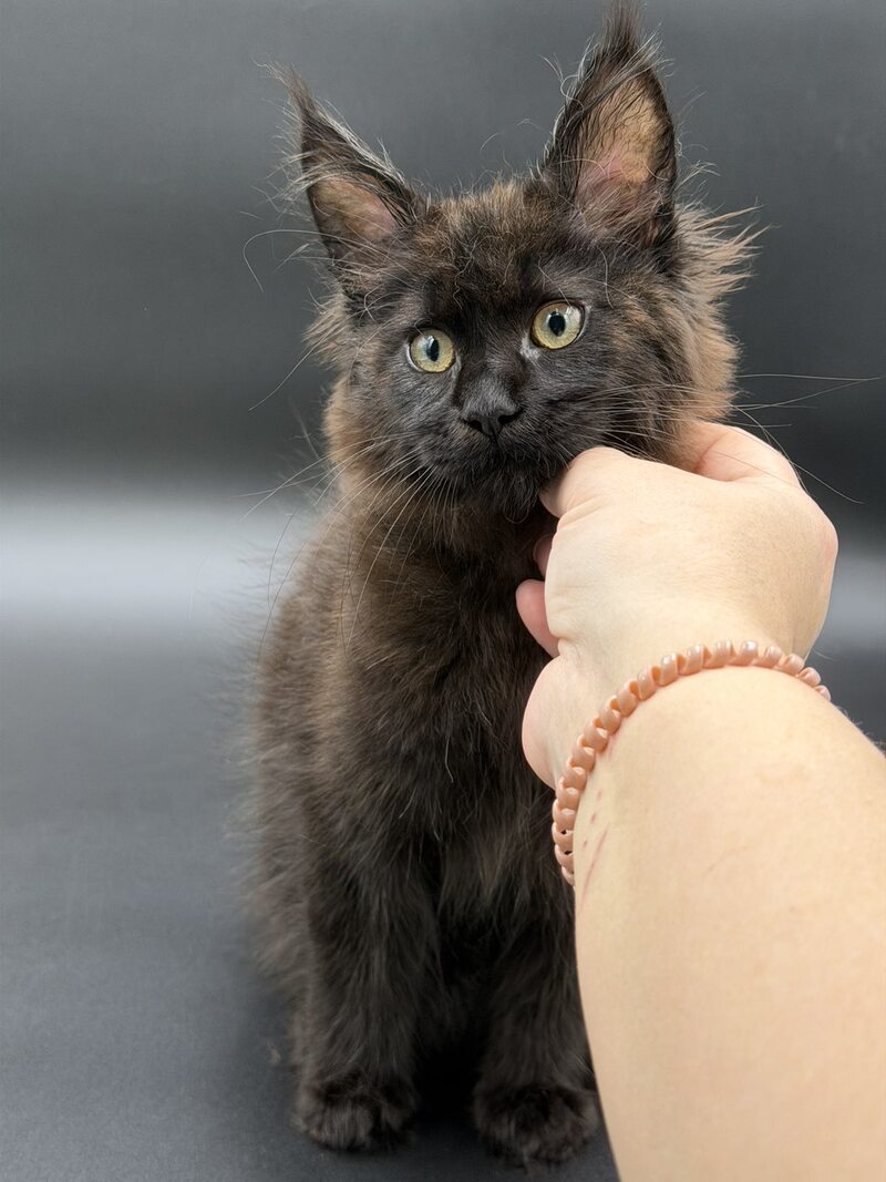 Freya Maine Coon female black - live animals