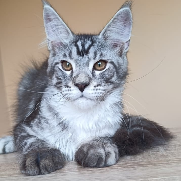 Django Maine Coon male, black silver tabby