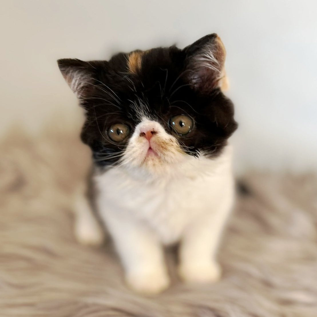 Coco Exotic female, black tortie bicolour