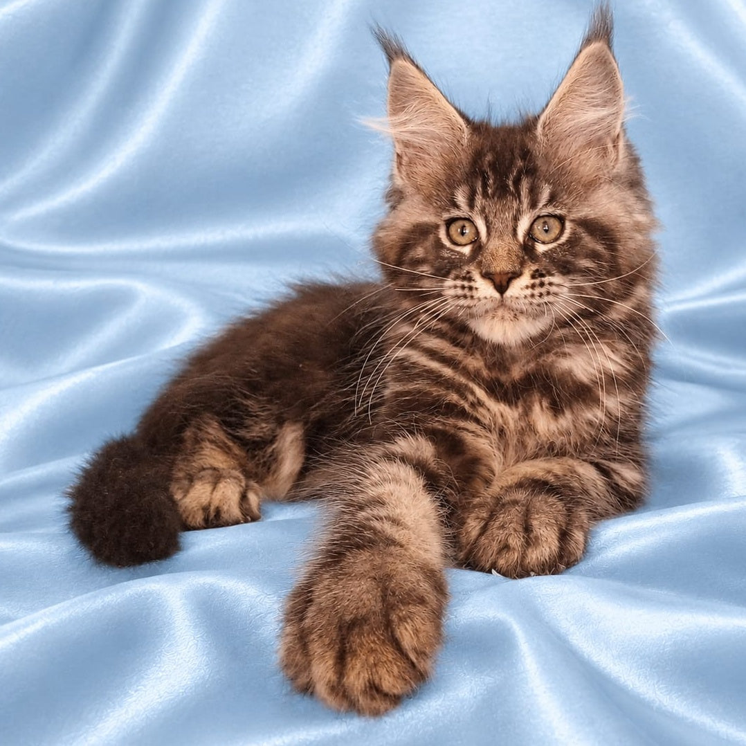 Zachar Maine Coon male, black tabby