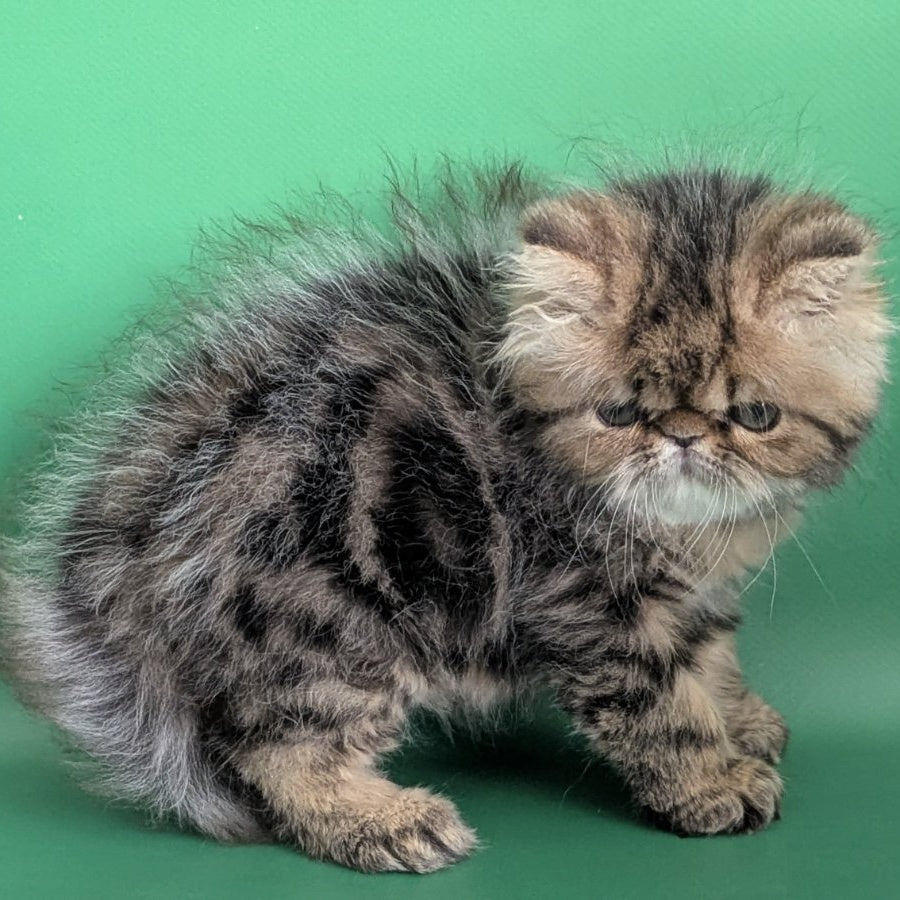 Tiara Persian female, black tabby