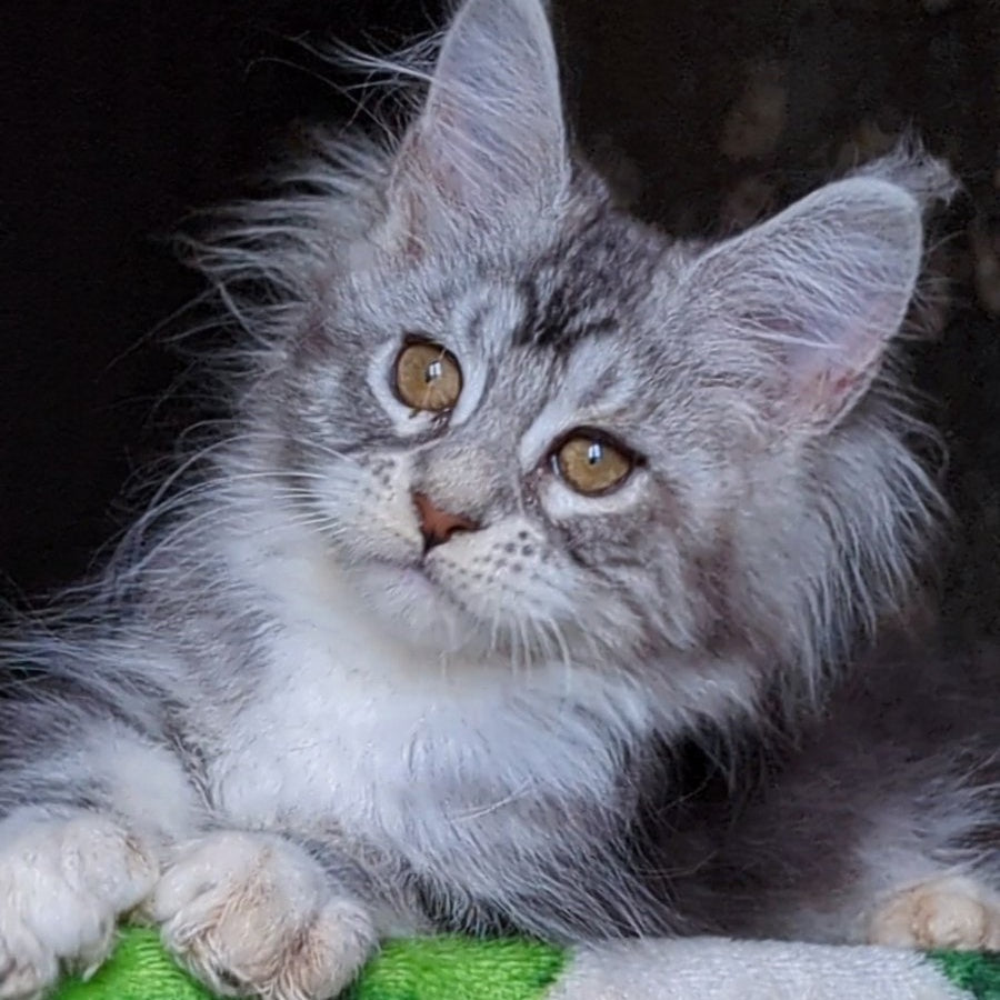 Irida Maine Coon female, black silver tabby with white