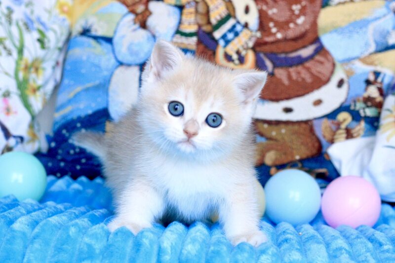 Vivi British Shorthair female, blue golden chinchilla