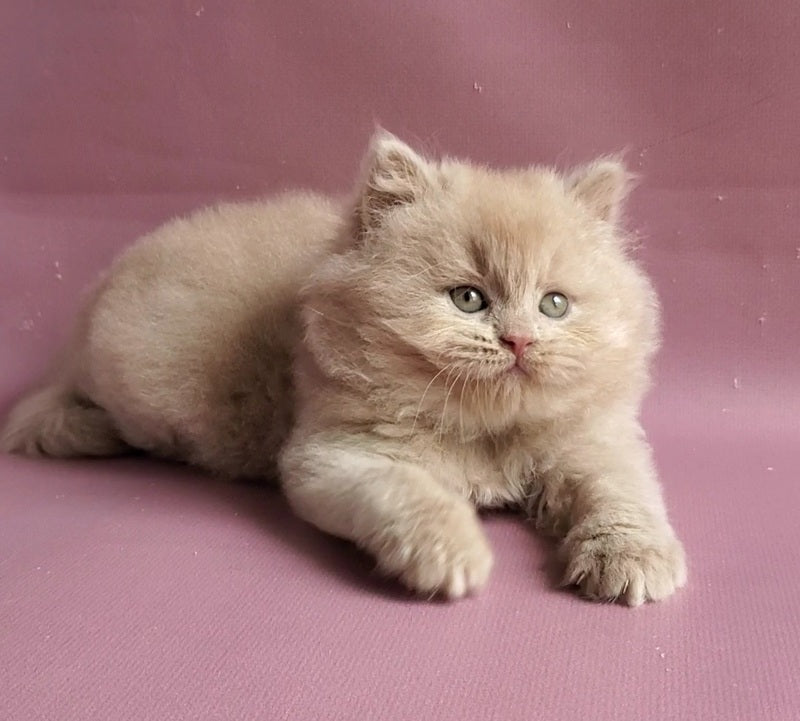 Teo British Longhair male fawn - live animals