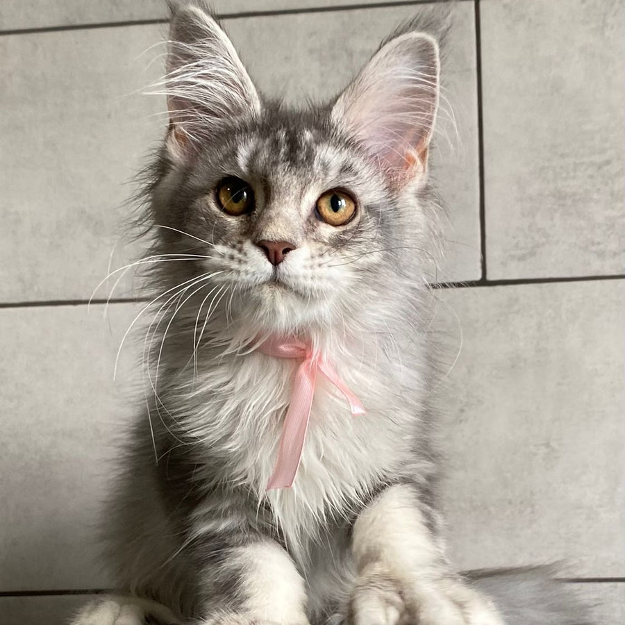 Tartu Maine Coon polydactyl 6x6x6x6 female, black silver tabby