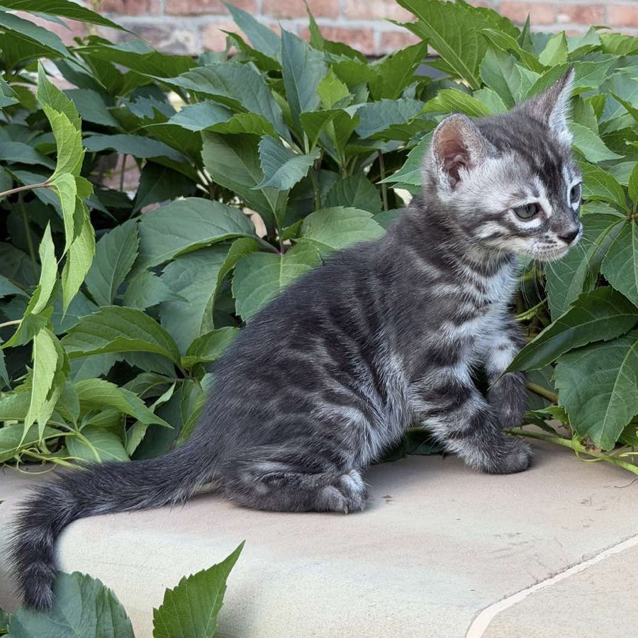 Christian Bengal male, black silver spotted tabby