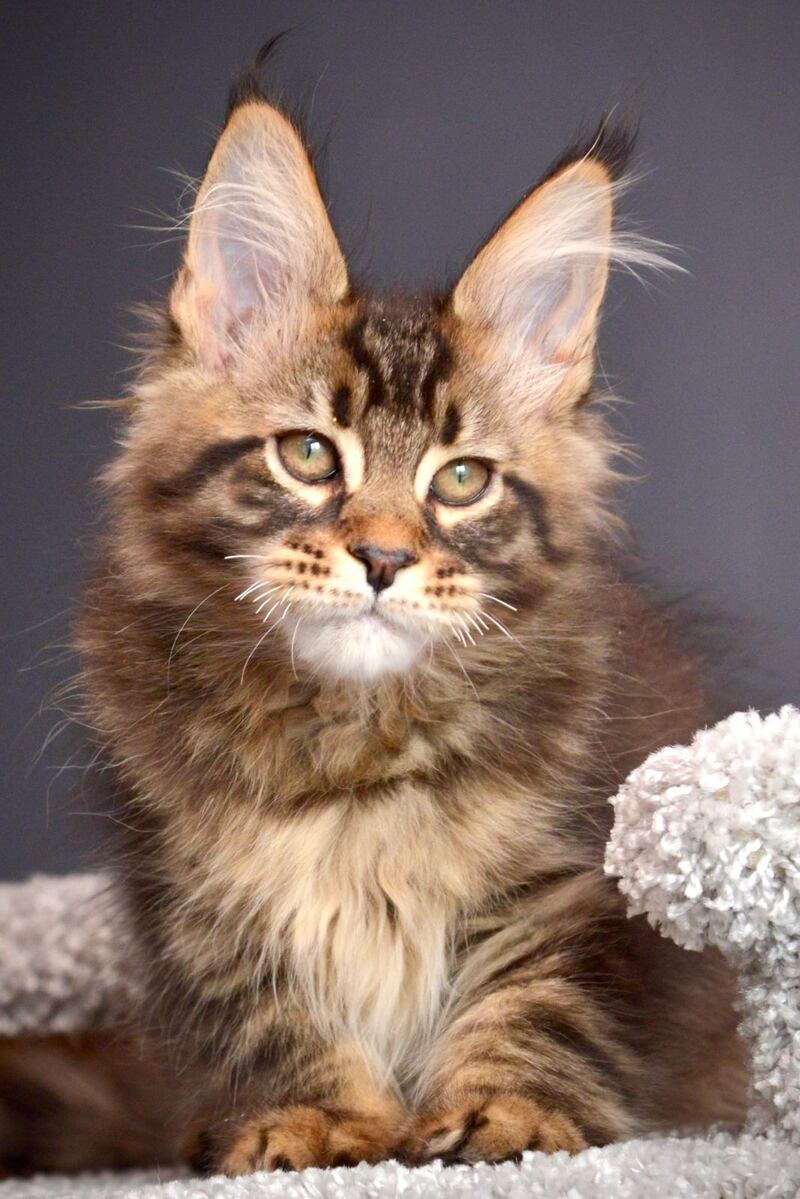 Whitewood Maine Coon male black tabby - live animals