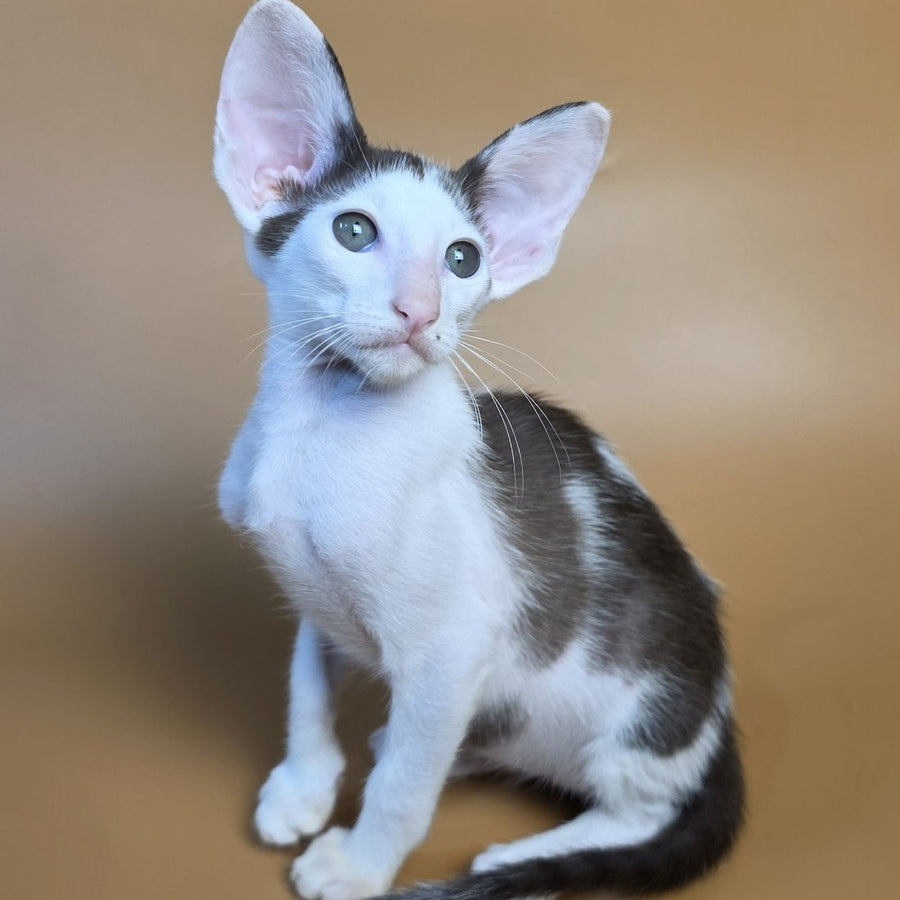 Akira Oriental Shorthair female, chocolate bicolour