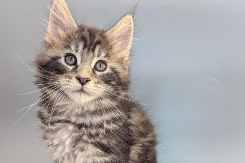 Hugo Maine Coon male, black silver tabby