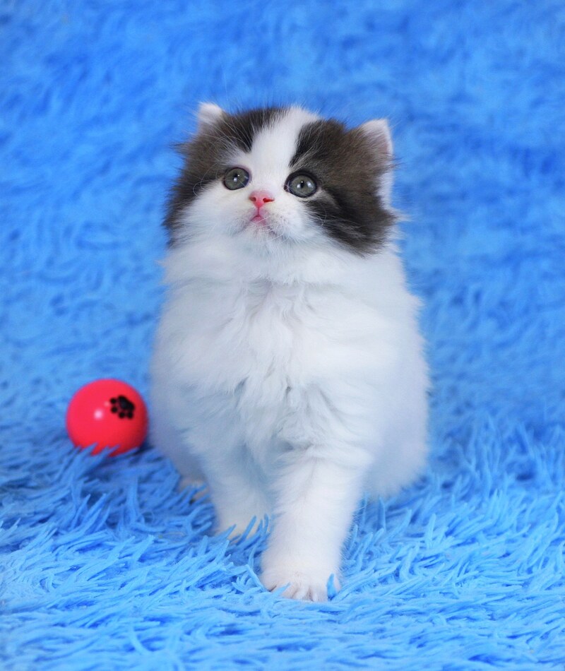 Favorite Scottish Straight male black van tabby - live animals