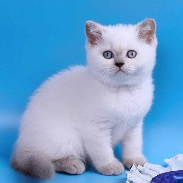 Almaz British Shorthair male, lilac pointed