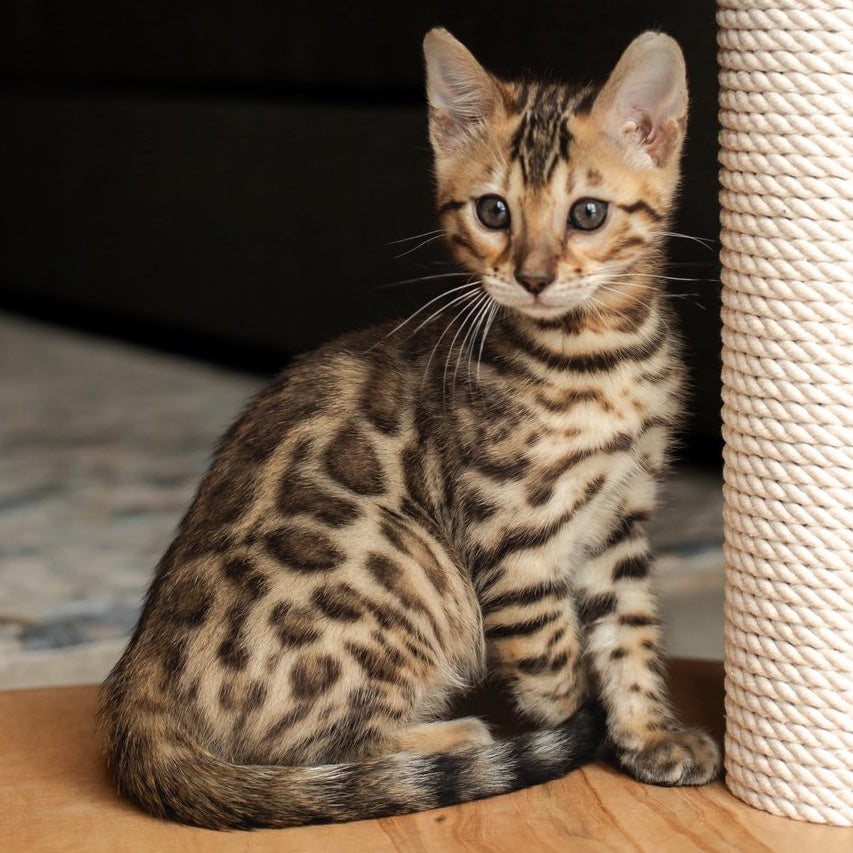 Newton Bengal male, black spotted tabby