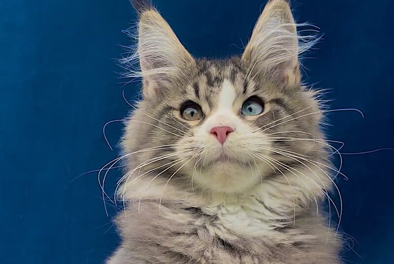 Gudvyn Maine Coon male, black ticked tabby bicolour