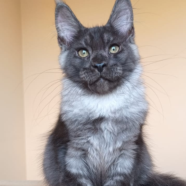 Dixon Maine Coon male, black silver