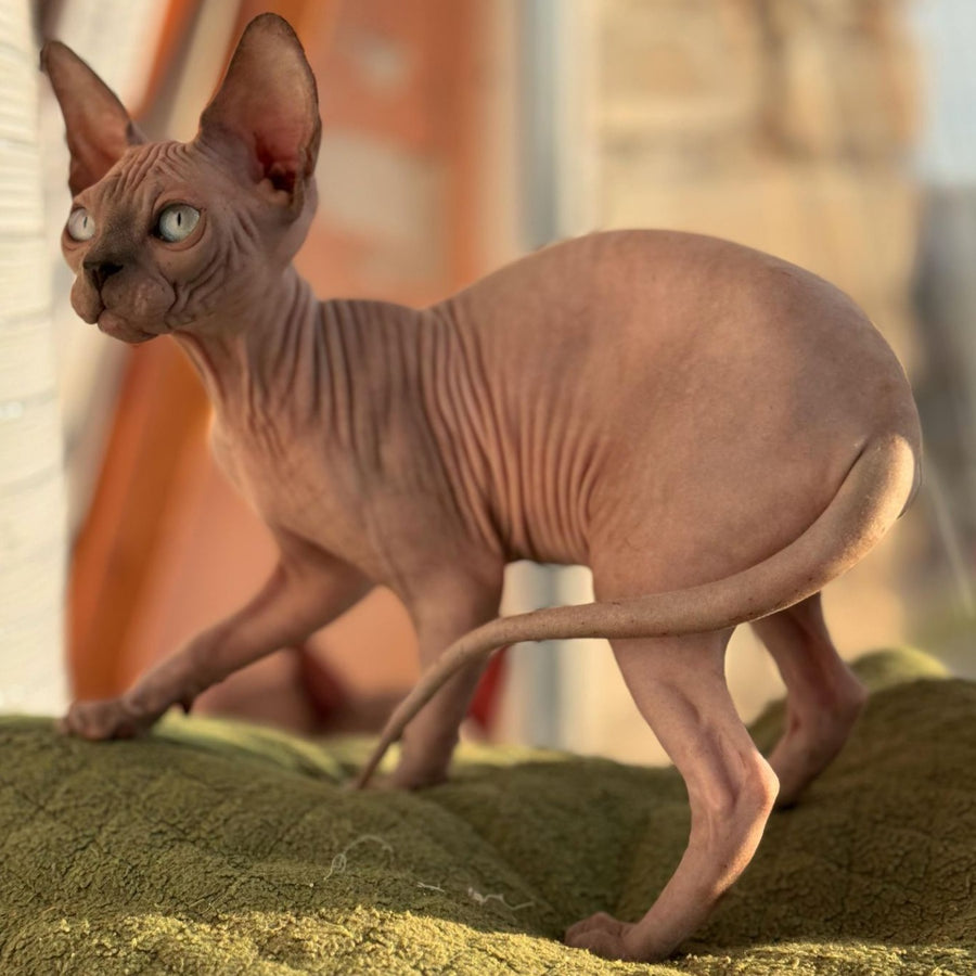 Fiona Canadian Sphynx female, blue pointed