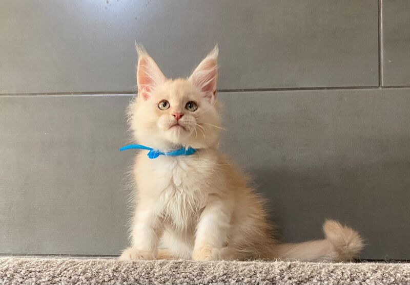 Wakayama Maine Coon male, cream silver tabby