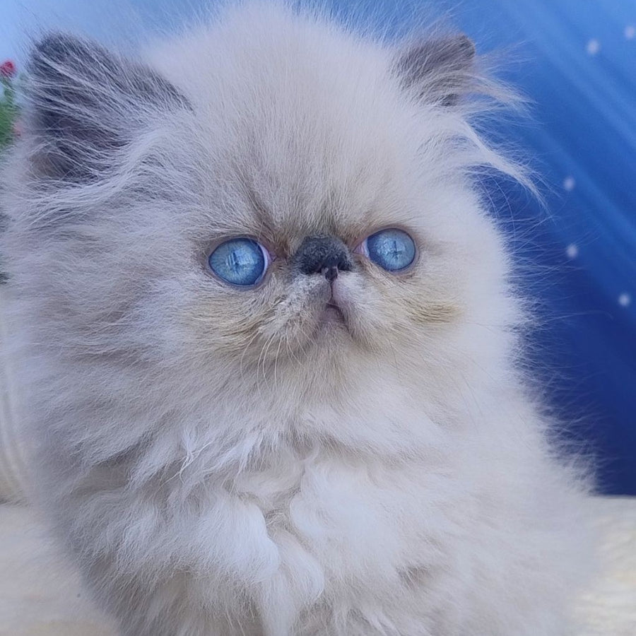 Ellie Persian female, blue pointed