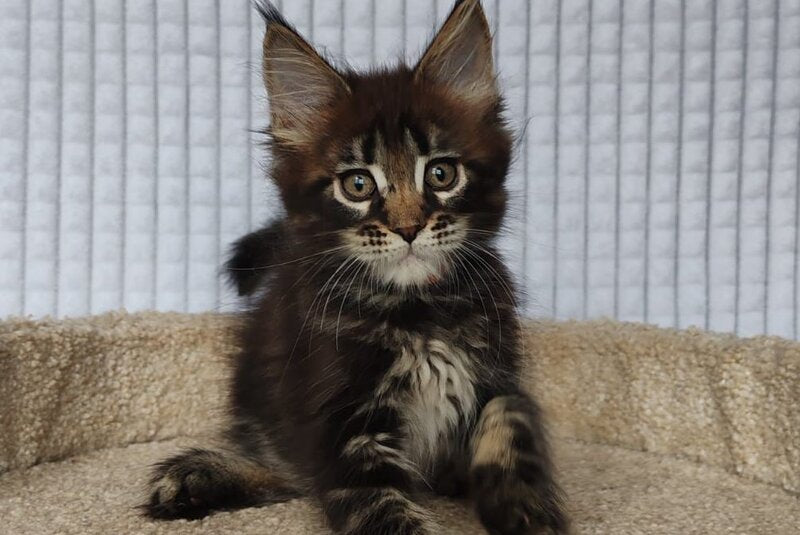 Martin Maine Coon male, black tabby