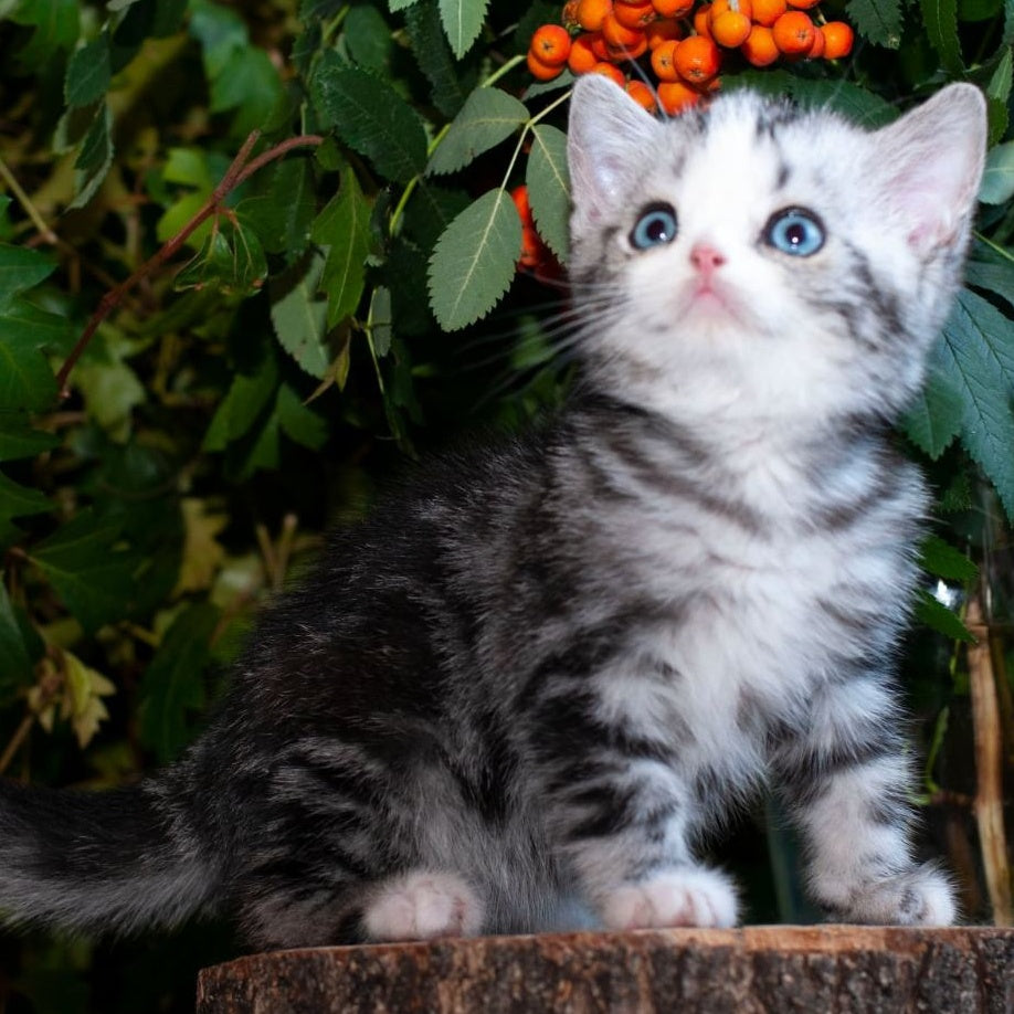 Yarilo British Shorthair male, black silver tabby
