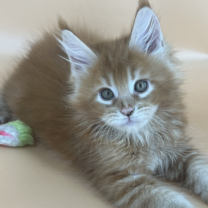 Brahms Maine Coon male, red tabby