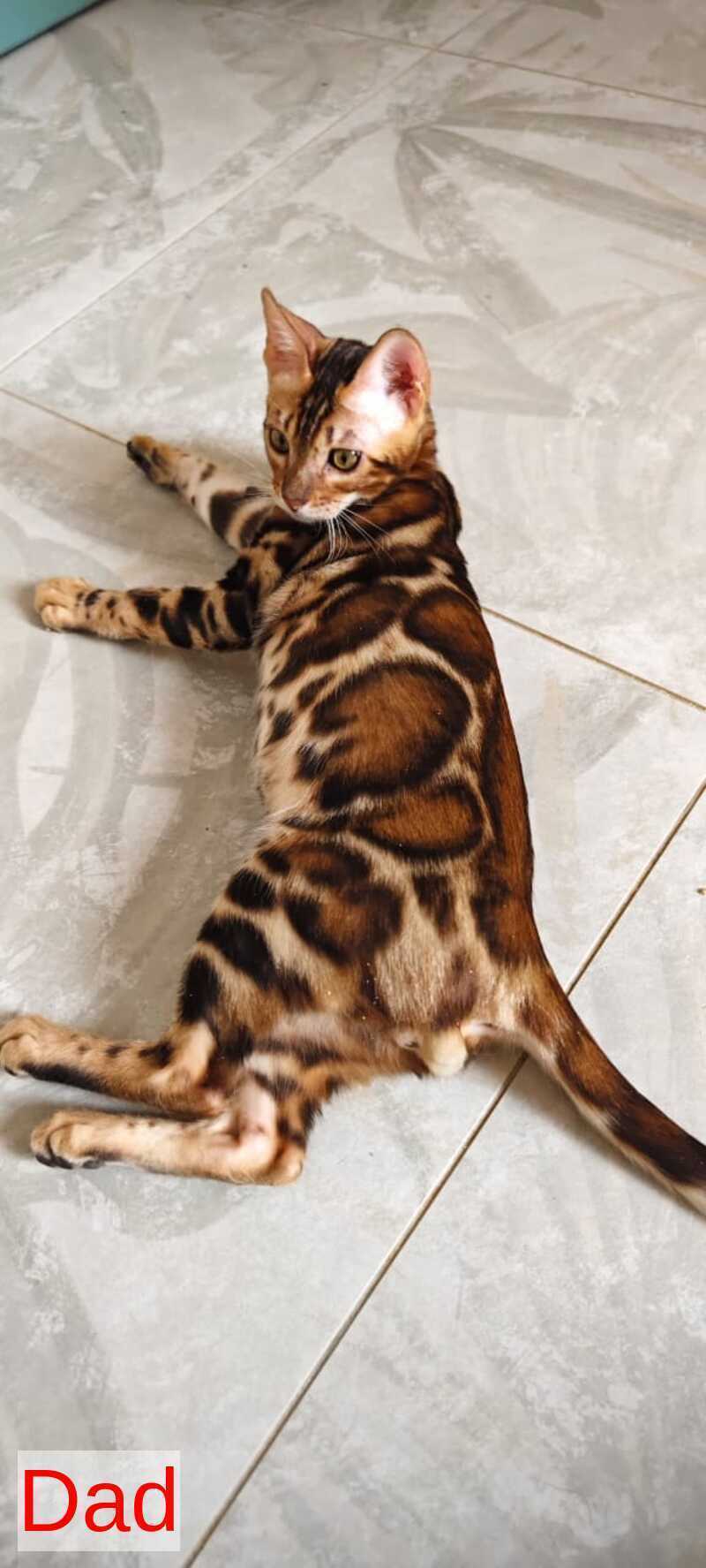 Tomagochi Bengal male black spotted tabby - live animals