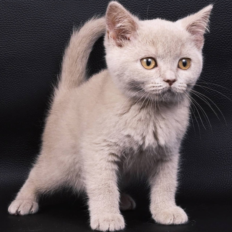 Nikki British Shorthair female, fawn
