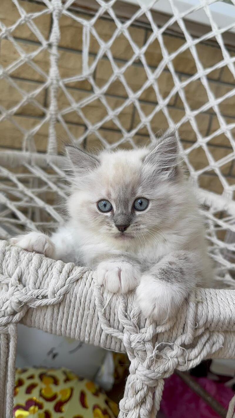Even Siberian male, blue pointed bicolour