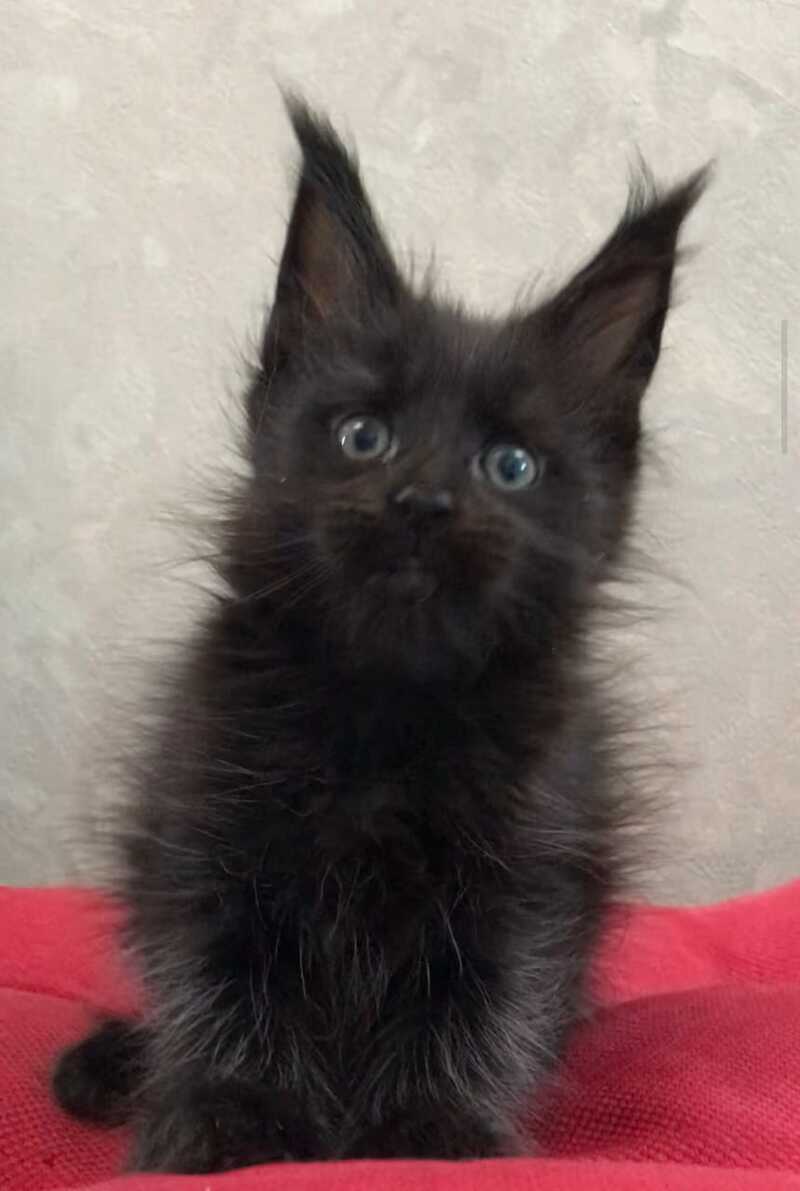 Vlastelina Maine Coon female black - live animals