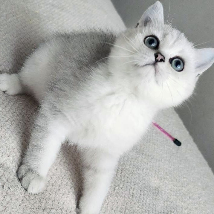 Kardinal British Shorthair male, black silver shaded