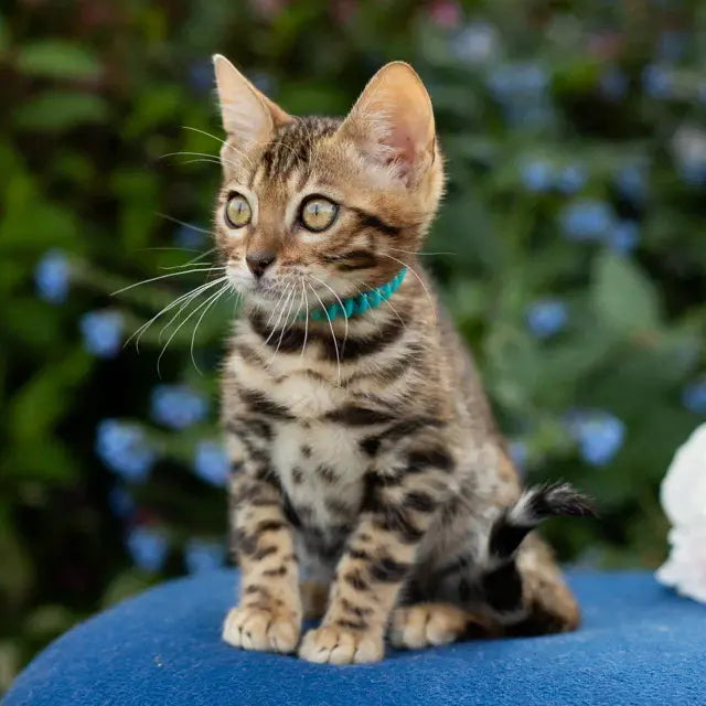 Dante Bengal male, black spotted tabby