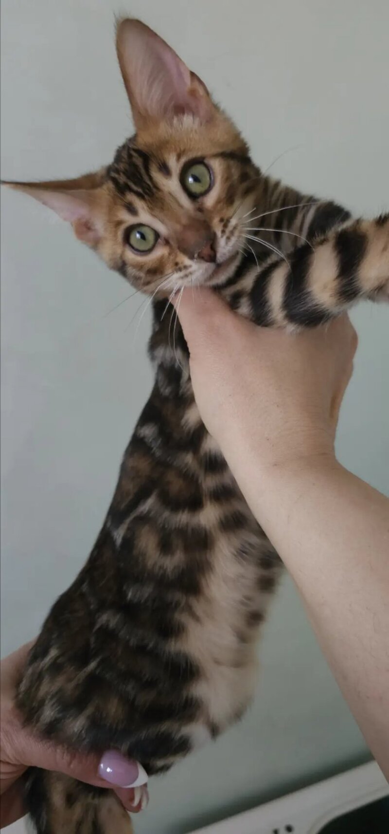 Tango Bengal male black spotted tabby - live animals