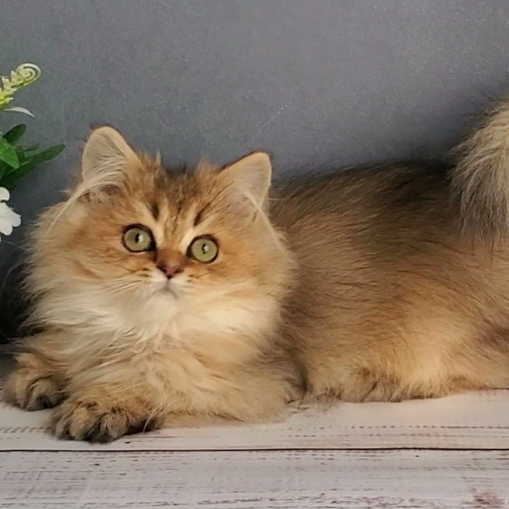 Benji British Longhair male, black golden ticked tabby