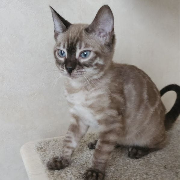 Nutela Bengal female, black pointed spotted tabby