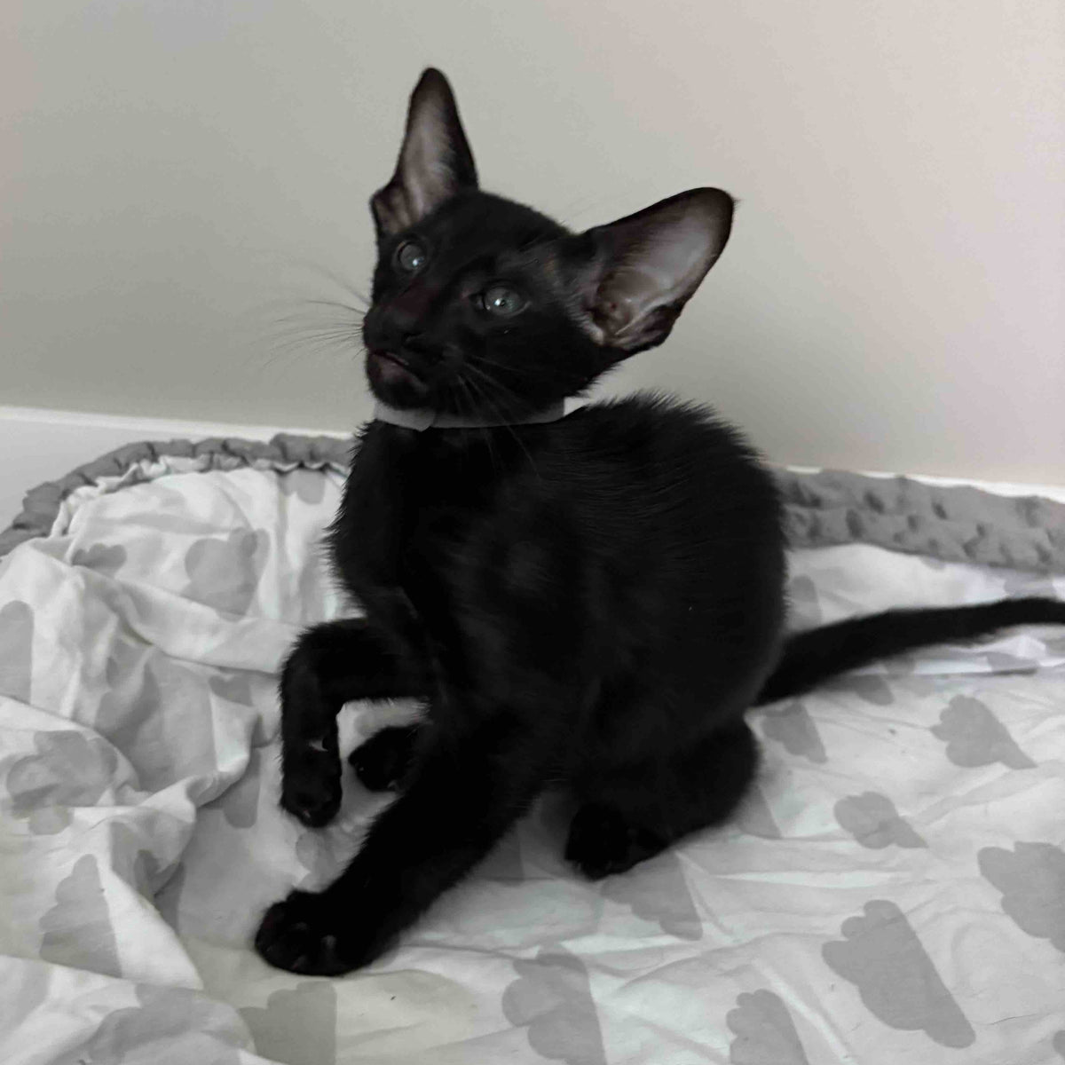 Dallas Oriental Shorthair male, black