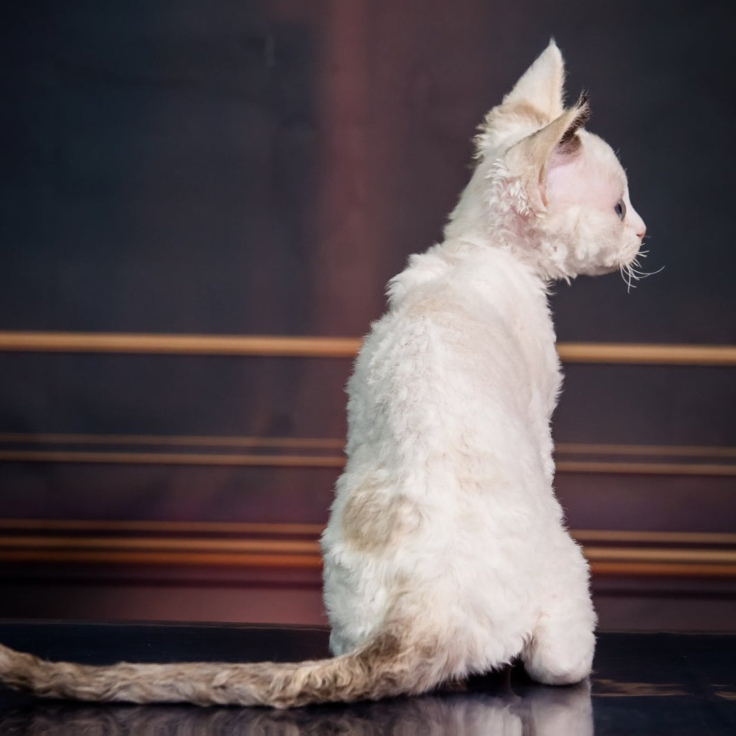 Karamel Devon Rex female, blue tortie pointed