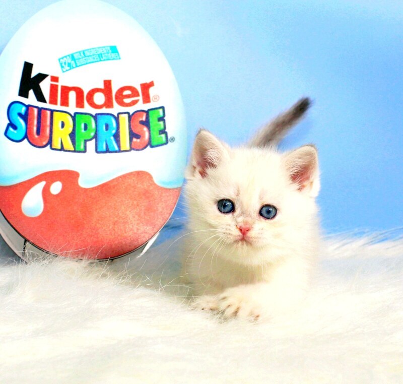 Princess British Shorthair female blue golden shaded - live animals