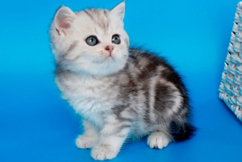 Nike British Shorthair male, black silver tabby