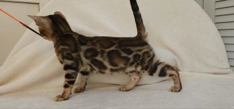 Тamerlan Bengal male black spotted tabby - live animals